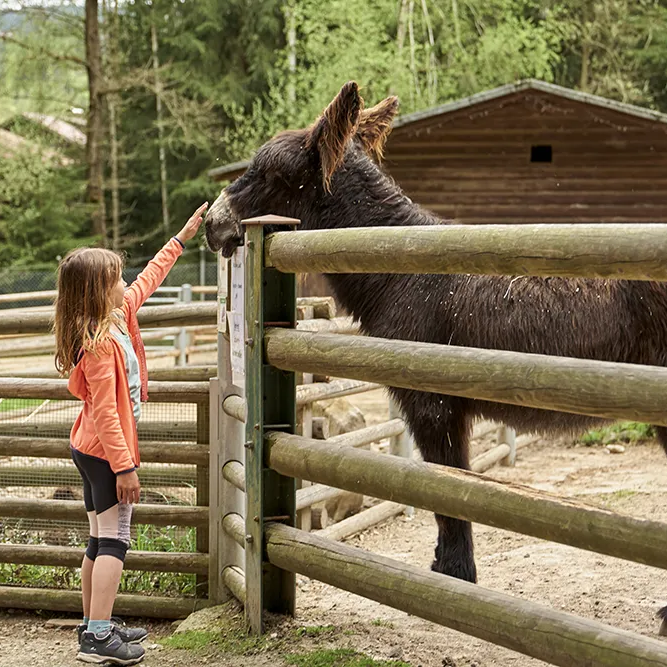 Ein Mädchen in orangefarbener Jacke und ein Muli teilen einen besonderen Moment, während sie sich durch einen Zaun in einer ländlichen Umgebung begegnen.