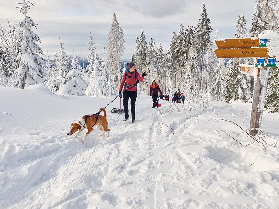Eine Personengruppe mit Hund wandert durch frischen Schnee in der winterlichen Landschaft des Nationalparks Bayerischer Wald
