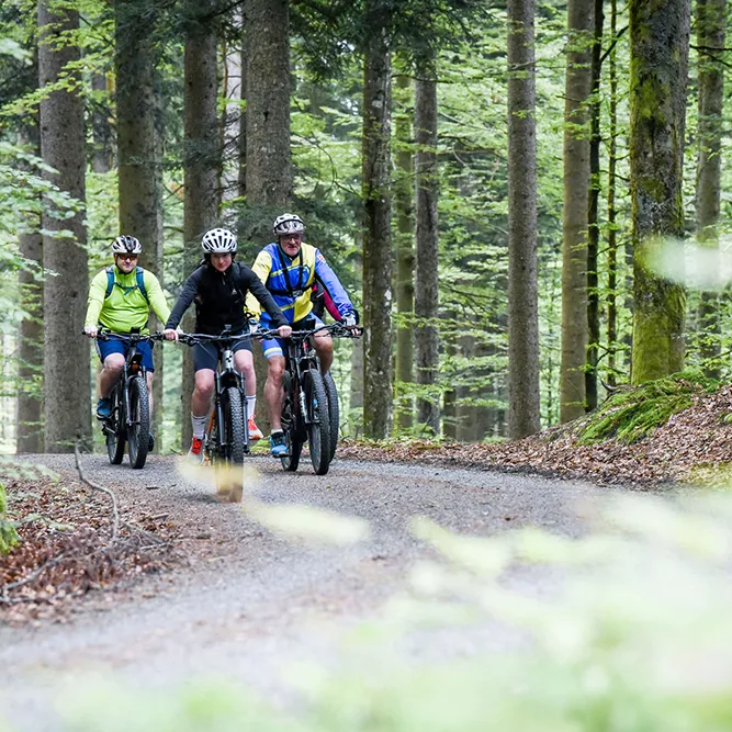 Die Gruppe von Radfahrern genießt eine Fahrt auf einer Sandstraße im Nationalparkgebiet, umgeben von üppiger Natur und ruhiger Waldatmosphäre.