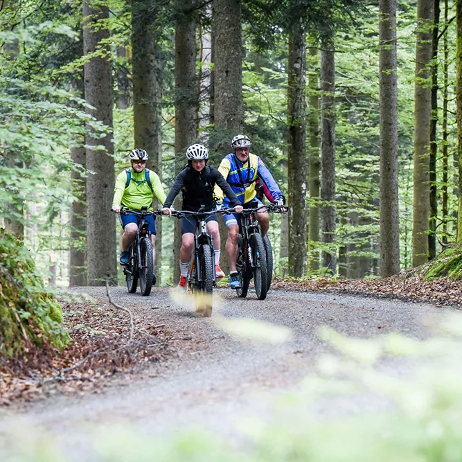 Die Gruppe von Radfahrern genießt eine Fahrt auf einer Sandstraße im Nationalparkgebiet, umgeben von üppiger Natur und ruhiger Waldatmosphäre.