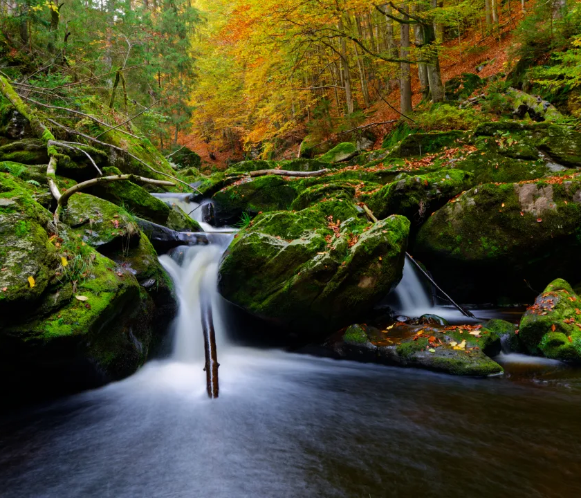 Ein kleiner Wasserfall fließt zwischen moosbedeckten Felsen hinab, umgeben von buntem Herbstlaub und dichten Bäumen.