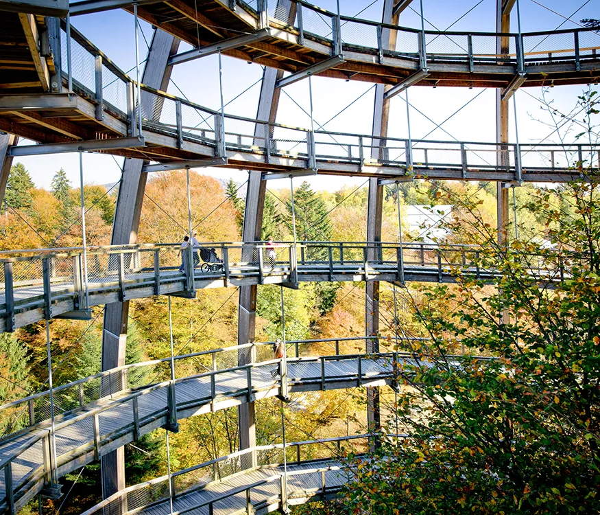 Blick ins Innere des Baum-Eis