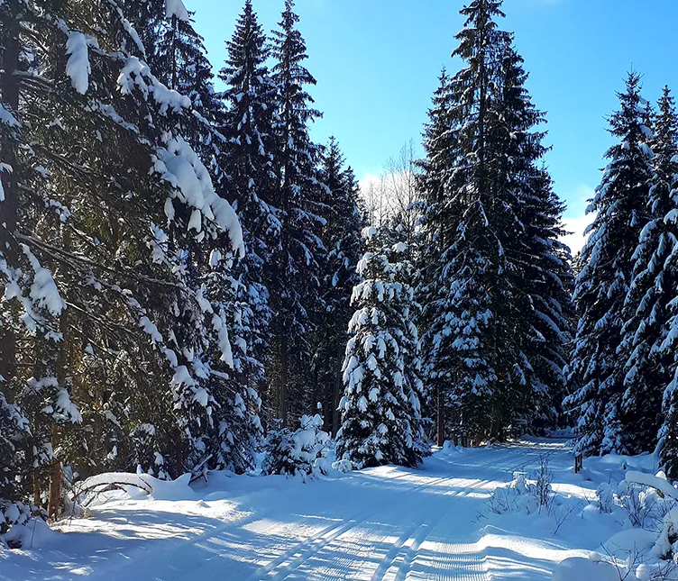 Eine tief verschneite, gut präparierte Loipe, umgeben von hohen, schneebedeckten Fichten, unter einem strahlend blauen Himmel im Nationalparkgebiet.