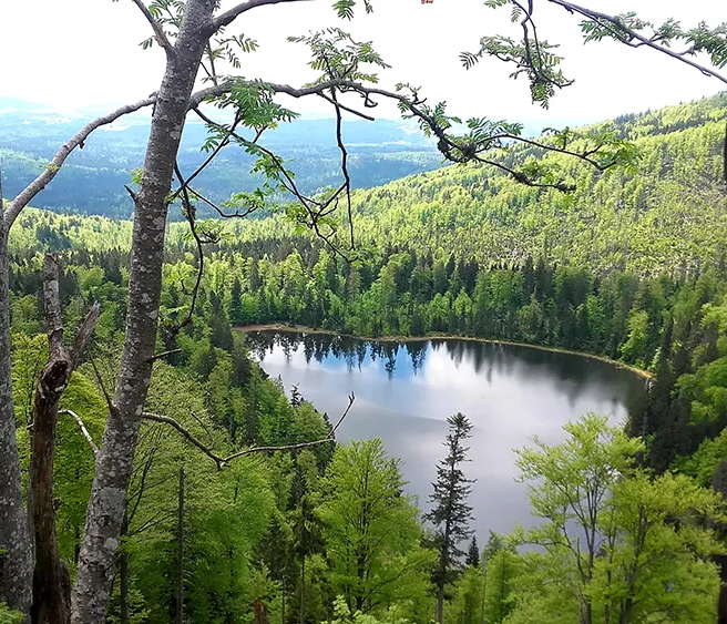 Der Blick durch die Bäume aus dem Fenster der Rachelkapelle auf den friedlichen See, umgeben von frischem Frühlingsgrün und dunkleren Grünnuancen, vermittelt Ruhe und Naturverbundenheit.