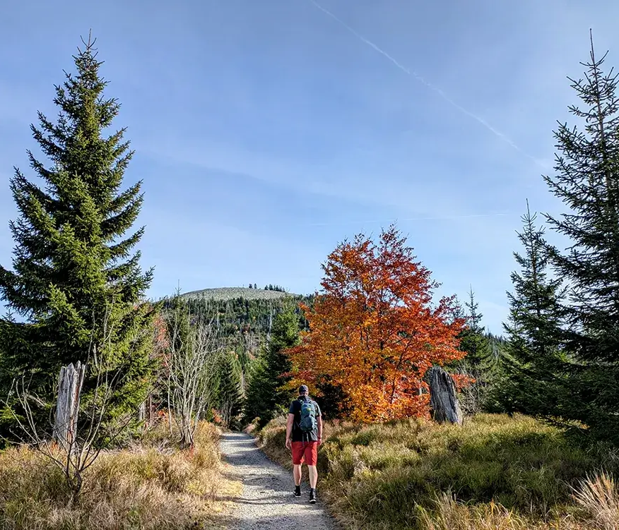 Auf malerischem Wanderweg schlendert eine Person in roter Shorts in Richtung des Lusengipfels, während die Bäume in leuchtenden Farben erstrahlen.