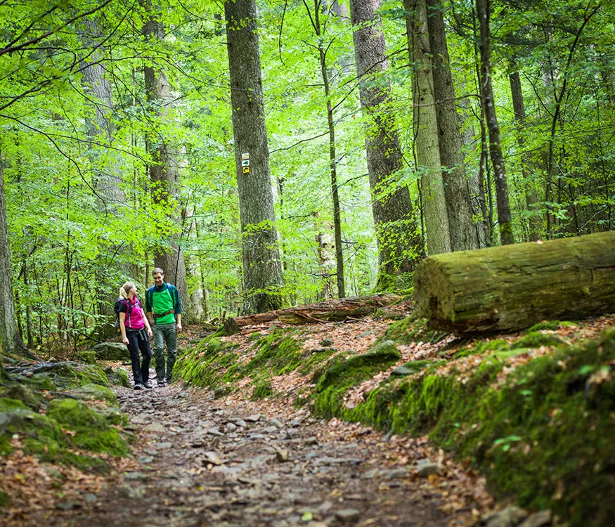 Entspanntes Wandern durch einen malerischen Waldweg im Nationalpark Bayerischer Wald. Ein Paar wandert auf einem schmalen Pfad durch wilden Nationalparkwald, umgeben von hohen Bäumen im Frühlingskleid.