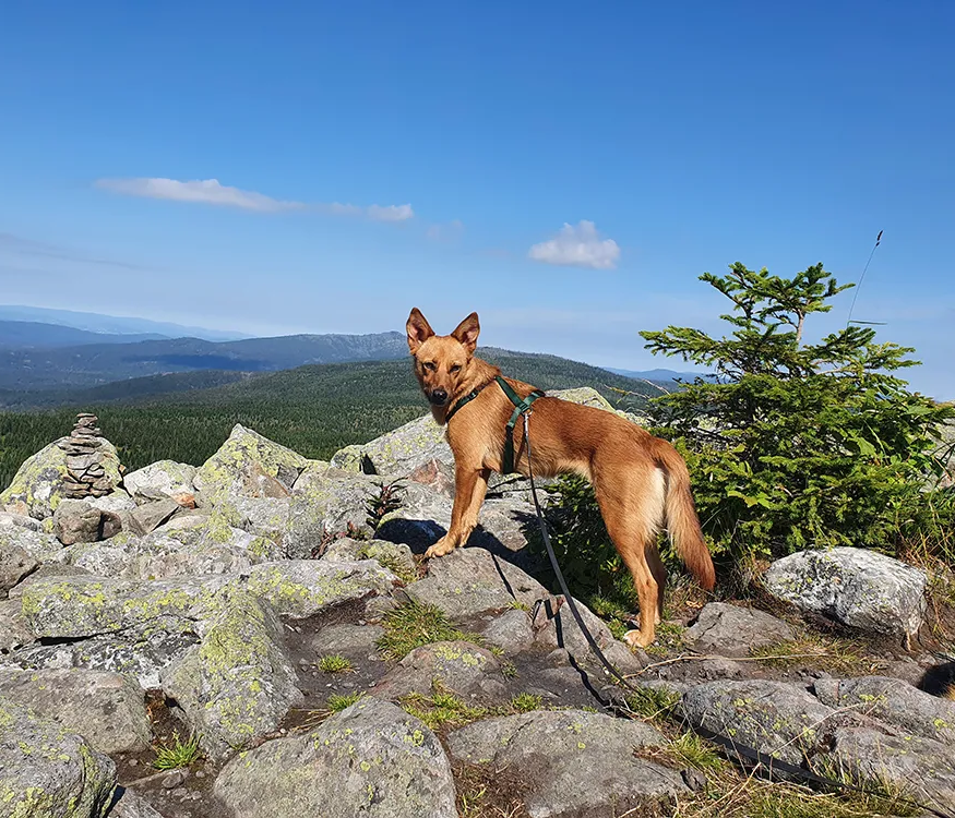 Ein hellbrauner Hund steht auf dem felsigen Gelände am Lusenplateau mit Blick auf die weite, bewaldete Gegend im Nachbarland Tschechien