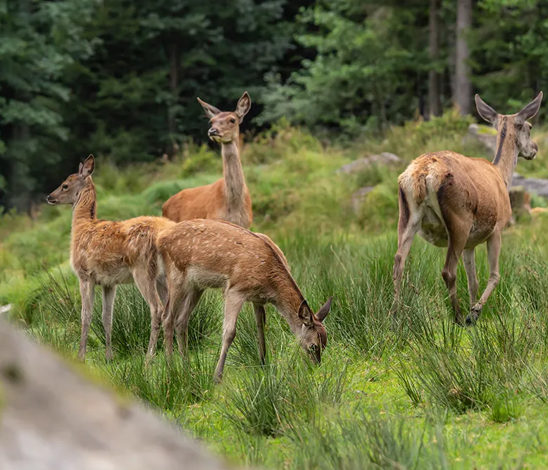 Rehe im Tierfreigelände Neuschönau