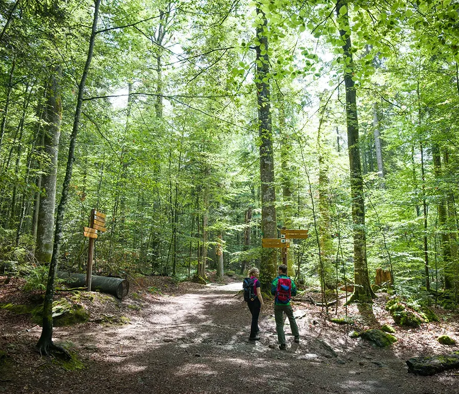 Zwei Wanderer orientieren sich an Wegweisern im grünen Waldidyll Im frischen Buchenwald wählen zwei Personen an einem Wegweiser ihre Wegrichtung aus.