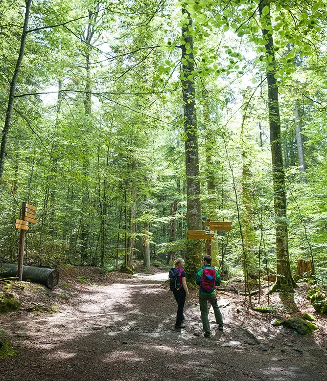 Im frischen Buchenwald wählen zwei Personen an einem Wegweiser ihre Wegrichtung aus.