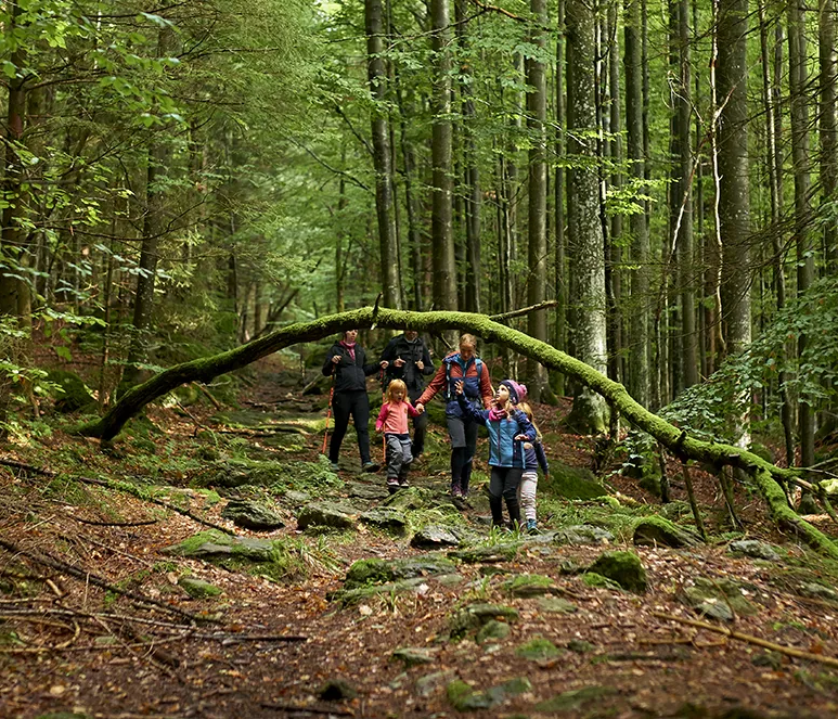 Eine Familie beim Wandern durchquert den wilden Wald, während sie unter einem moosbedeckten Baum hindurch geht, der über den Weg hängt.