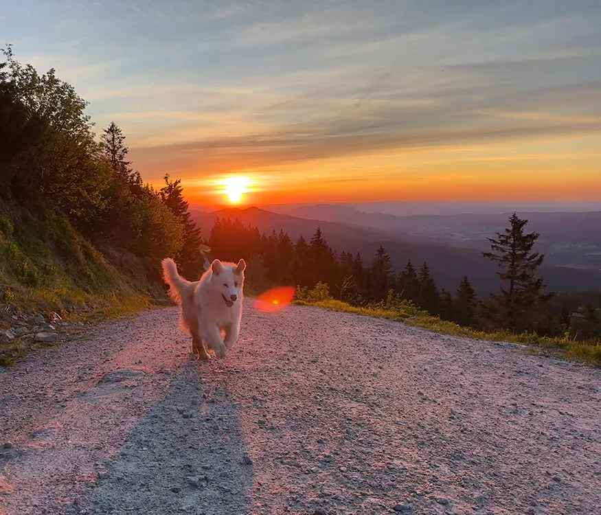 Hund beim Sonnenuntergang 