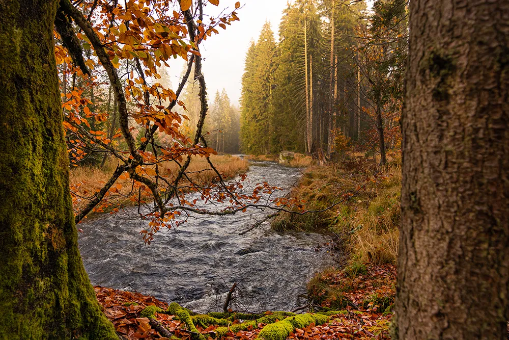 Flusswanderweg ganz mystisch im Nebel