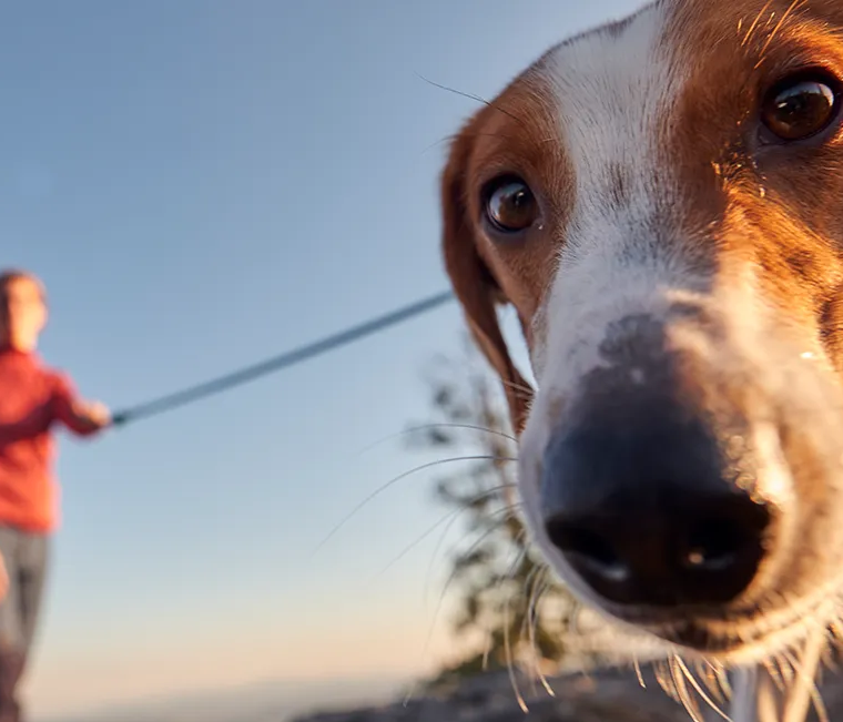 Hund an der Leine mit Herrchen