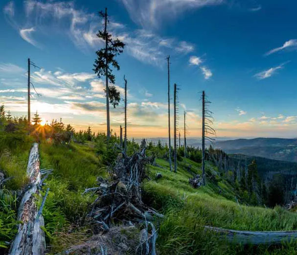 Waldwildnis im Nationalpark Sumava