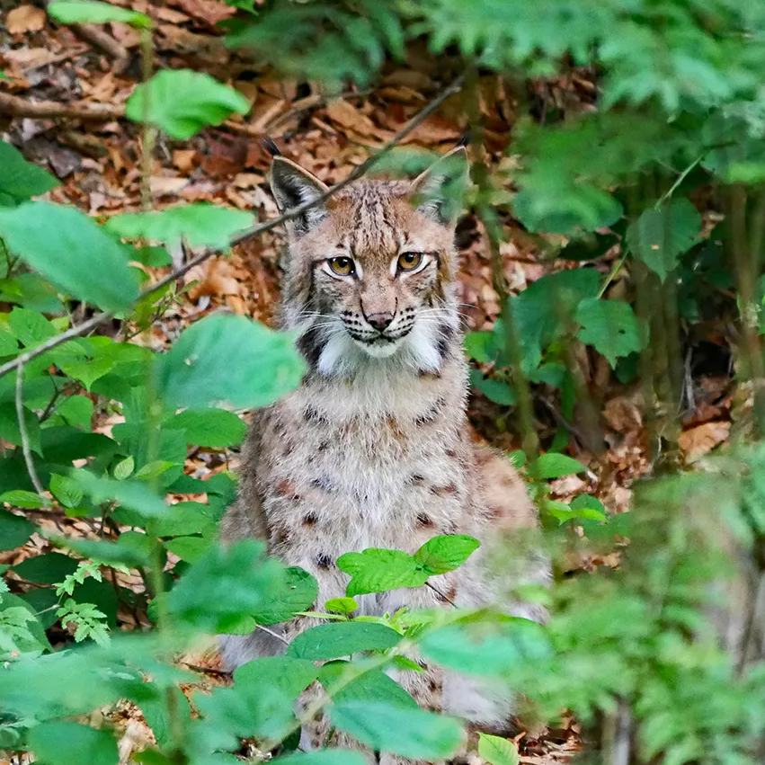 Luchs