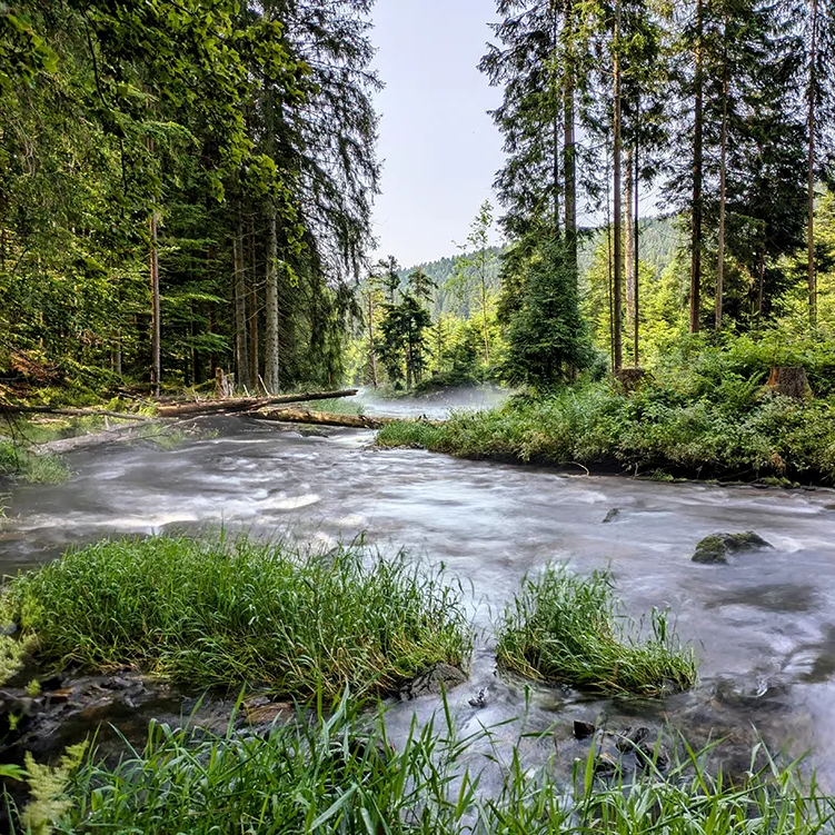 Grün-wilder Flusswanderweg an der Seebachschleife Flusswanderweg am Regen