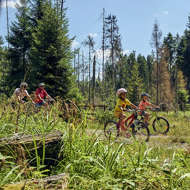 BMit Blick durch die Gräser am Wegrand zeigt die Szene eine Familie, die mit Fahrrädern durch eine malerische Waldlandschaft fährt, bei Sonnenwetter.