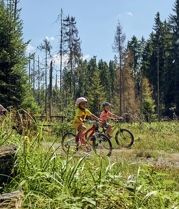 BMit Blick durch die Gräser am Wegrand zeigt die Szene eine Familie, die mit Fahrrädern durch eine malerische Waldlandschaft fährt, bei Sonnenwetter.