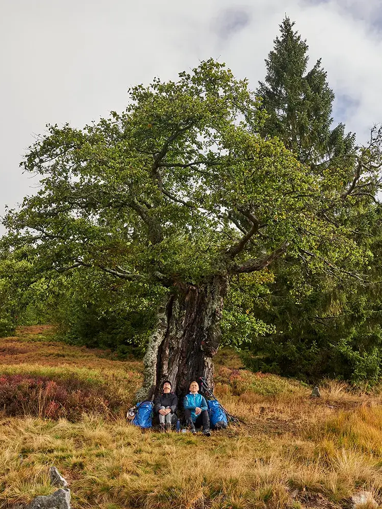 Unter einem monumentalen Schachtenbaum machen es sich zwei Personen mit Rucksäcken gemütlich, inmitten des bunten Grases der ehemaligen Waldweide.