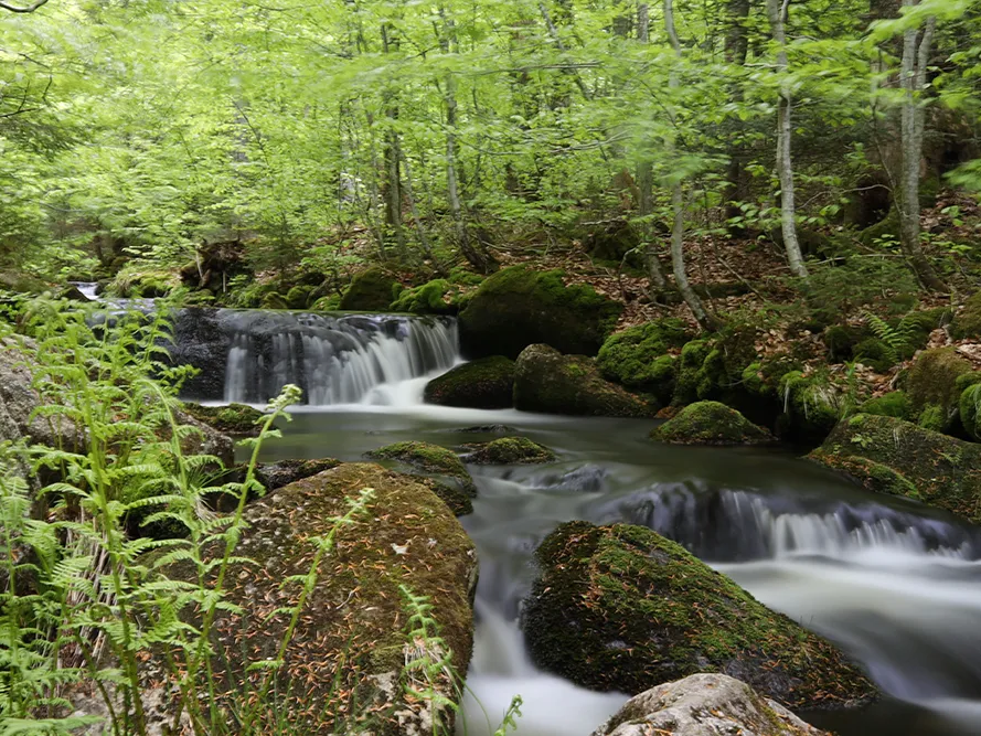 Ein sanfter Wasserfall fließt über moosbedeckte Steine in einem üppigen hellgrünen Laubwald.