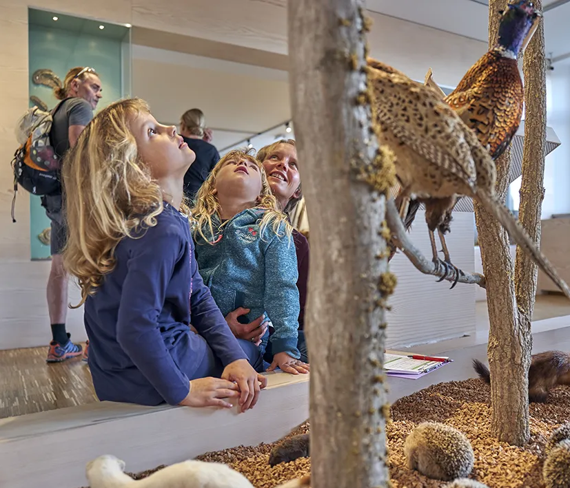 Faszinierende Tierexponate begeistern junge Besucher im Waldmuseum Zwiesel Zwei Kinder und eine Frau betrachten fasziniert lebensechte Fasanexponate im Zwieseler Waldmuseum.