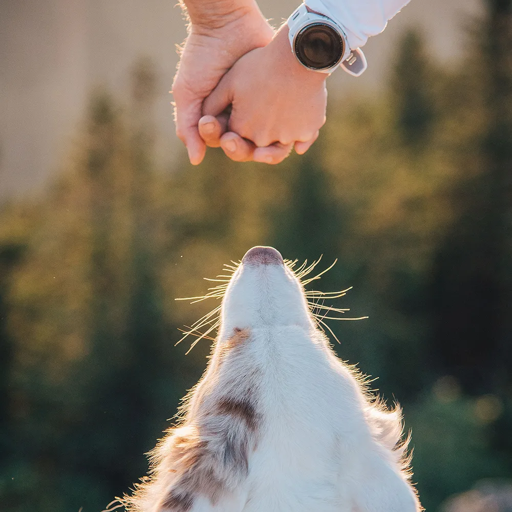 Zwei Menschen Hand in Hand, während ihre Fellnase mit neugierigem Ausdruck nach oben blickt, im Hintergrund verschwommene Bäume.