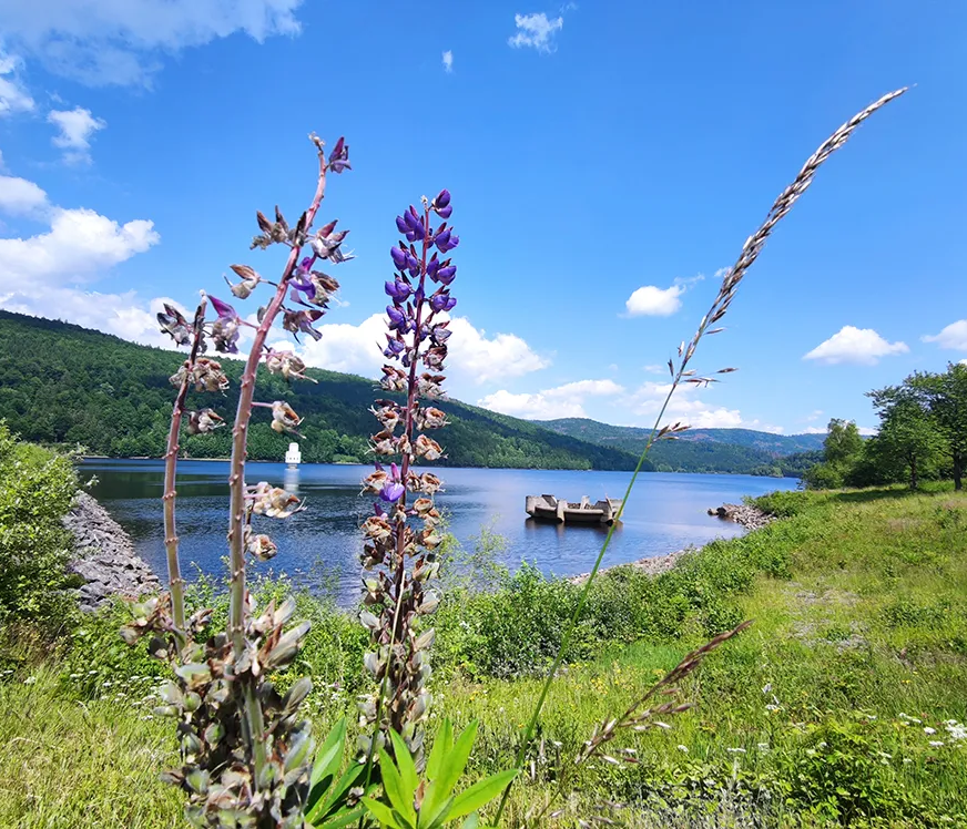 Im Vordergrund blühen violette Lupinen, während der glitzernde gestaute See und die bewaldeten Hügel ein friedlichen Anblick bilden.