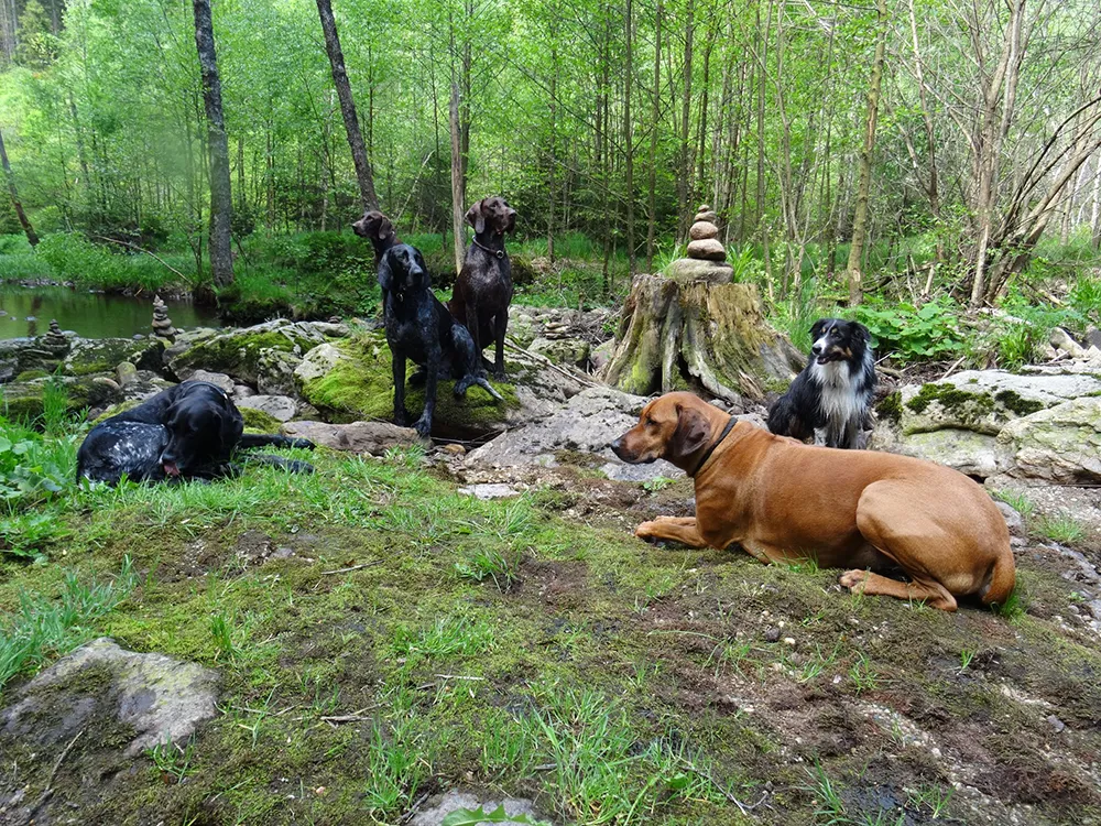 Sechs Hundefreunde chillen am Rand des Knottenbachs, umgeben von Sträuchern und einem aufgeschichteten Steinkunstwerk.