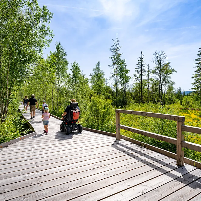 Die Sonne scheint auf den barrierefreien Holzsteg am Rundweg mit dem Markierungszeichen Libelle, auf dem eine Familie, darunter ein Rollstuhlfahrer, die Naturschönheit des Großen Filz entdeckt.