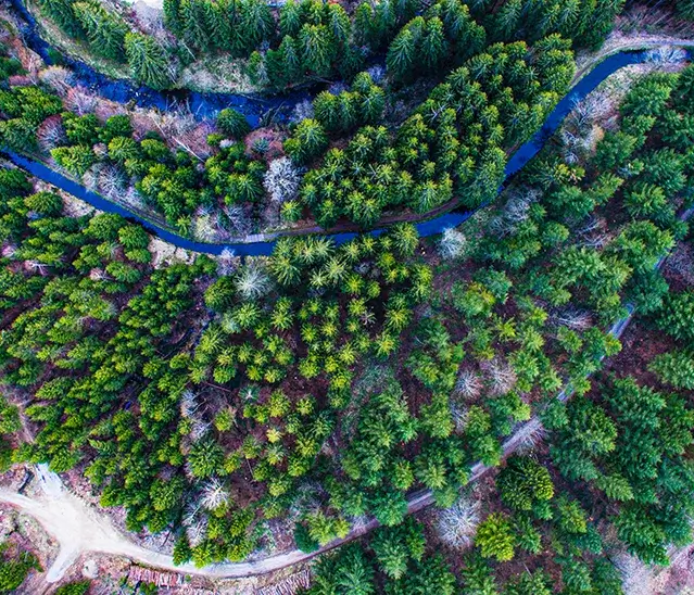 Eine Luftaufnahme des Flusswanderweges am Großen Regen, wie er sich durch dichten, grünen Wald schlängelt.