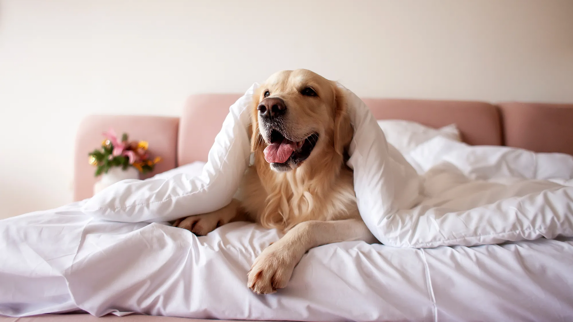 Ein geselliger Golden Retriever liegt gemütlich unter einer Decke auf einem Bett, mit einem entspannten Ausdruck im Gesicht.