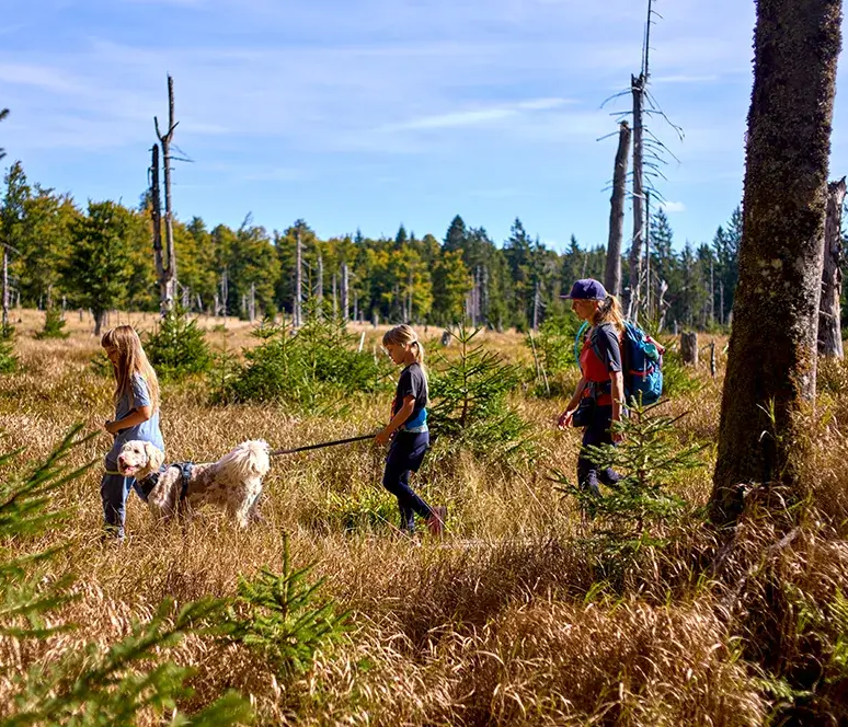Drei Personen wandern durch eine sonnige, grasbewachsene Landschaft, begleitet von einem Hund, die wie eine Steppe wirkt.