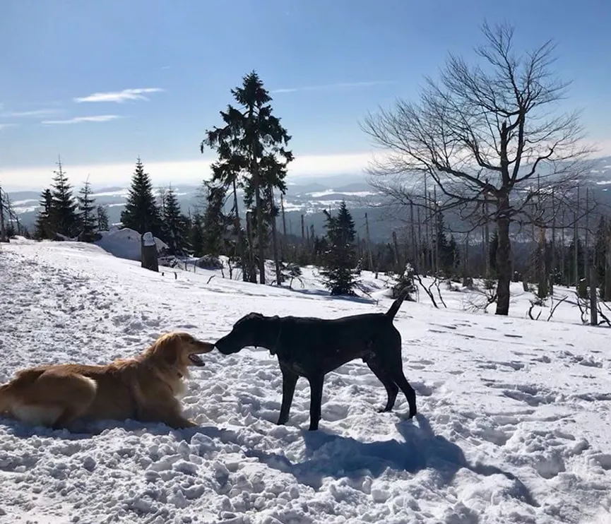 Hunde beschnuppern im Winter