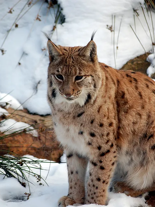 Luchs im Schnee