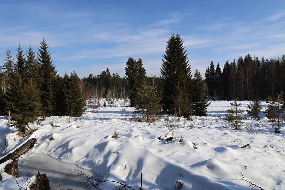 Idyllische Winter-Moorlandschaft mit verschneitem Wald und klarem Himmel Winterwandern im Bayerischen Wald