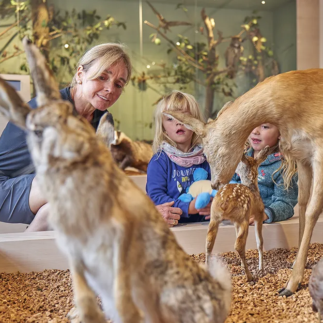 Eine Frau lächelt, während zwei Kinder die Tierpräparate von Reh und Hase in einem naturkundlichen Ausstellungsraum betrachten.