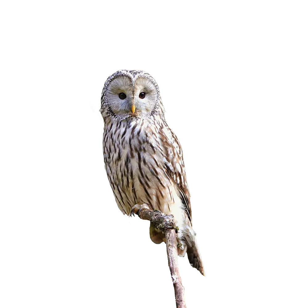 Auf einem Ast thront stolz ein Habichtskauz, dessen sanfte Farben und auffällige Augen die Aufmerksamkeit auf sich ziehen, während er die Umgebung zu scannen scheint.