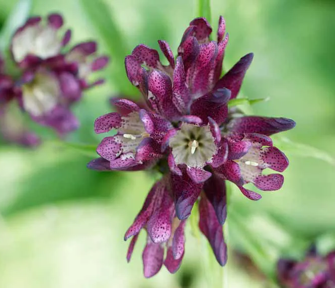 ungarischer Enzian im Nationalpark Bayerischer Wald