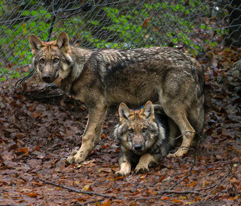 Die beiden jungen Wolfsrüden sind in einem natürlichen Lebensraum, umgeben von gefallenen Blättern und einem Zaun, der den Bereich abgrenzt.