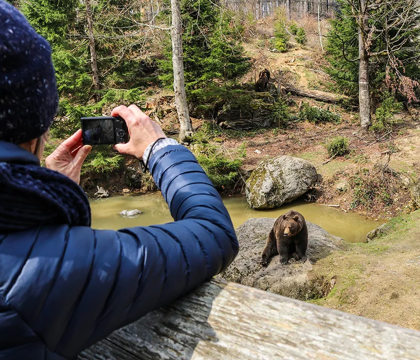 Der Bär sitzt auf einem Felsen in seinem Gehege im Nationalparkzentrum Lusen, während ein Besucher ihn mit einer Kamera aus sicherer Entfernung beobachtet und fotografiert.