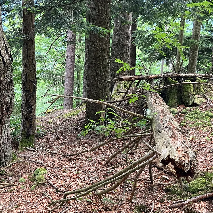 Ein dichter Mischwald mit alten Bäumen, einer mit Baumkrebs, rau und knorrig, umgeben von herumliegenden Totholz.