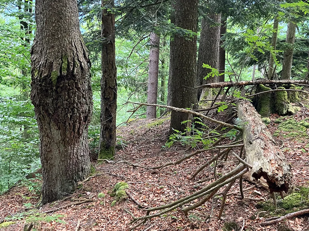 Ein dichter Mischwald mit alten Bäumen, einer mit Baumkrebs, rau und knorrig, umgeben von herumliegenden Totholz.