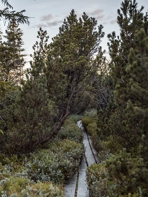 Bohlensteg zwichen Latschen