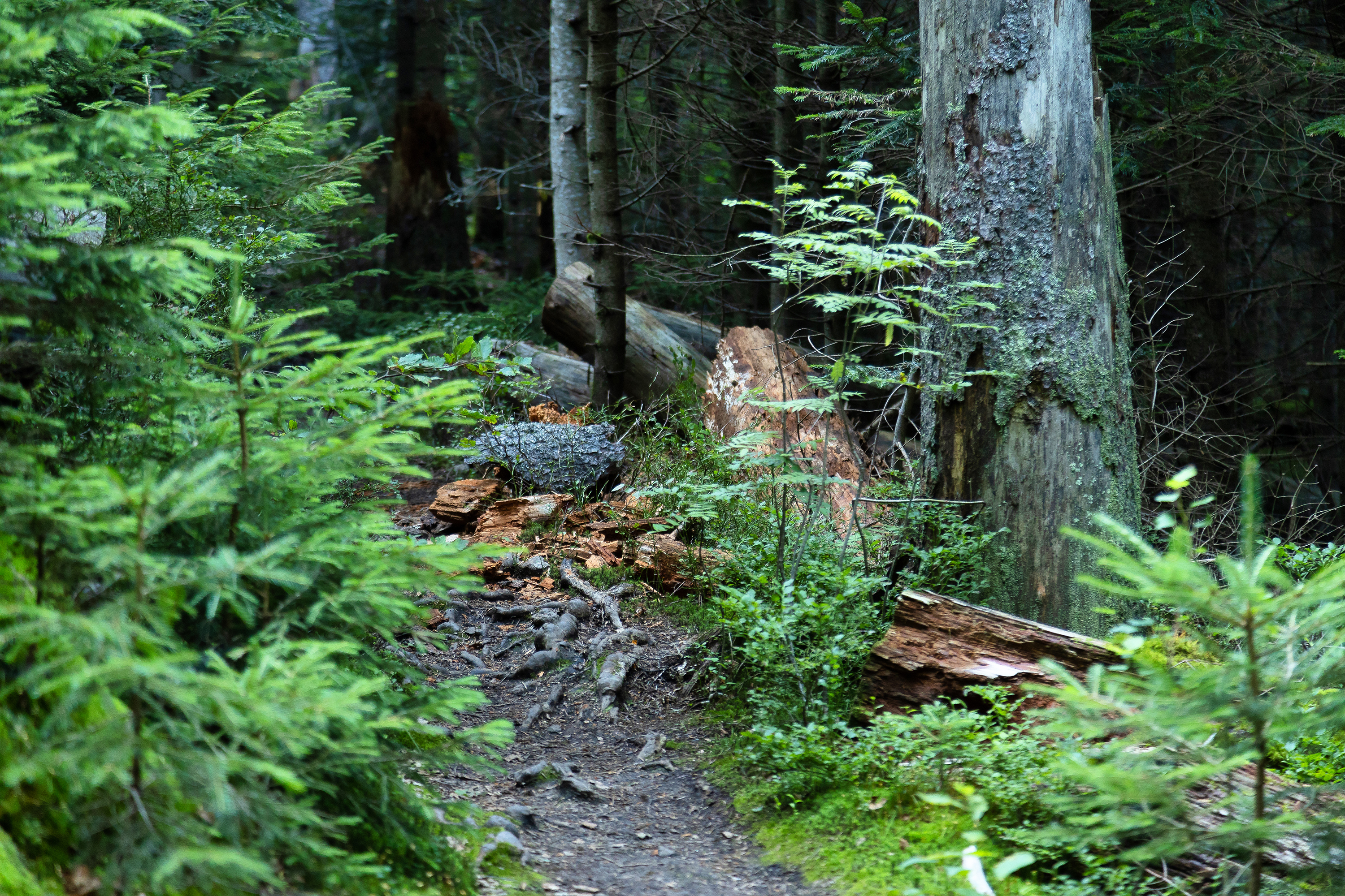 Wald mit jungen Fichten